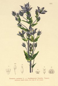 Felwort by German School